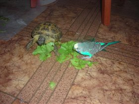 Два друга, любители салата