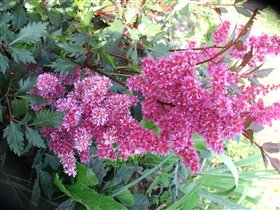 Астильбы-есть 2 взрослых куста