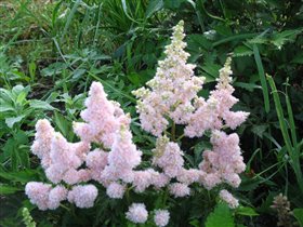 Такой астильбы 2 взрослых куста (3-х летки)