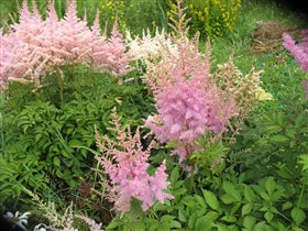 Таких могу отчекрыжить)