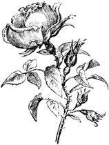 Картинка для дизайна розы