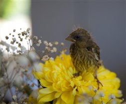Птичка на цветке