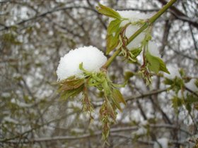 СНЕЖНЫЕ ШАПКИ на клёне (Зима? 11.05 :-) Де Жа Вю?)