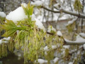 СНЕЖНЫЕ ШАПКИ на клёне (Де Жа Вю? Зима? 11.05 :-))