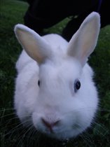 Декоративный крол Пуша, семейство очковые