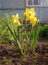 нарцисс орхидный Sunny side up