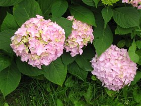 Гортензия розовая - цветет на побегах текущего год