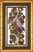 03247 Vineyard Doves