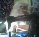 Котёнок Марик за ремонтом бабушкиной машинки
