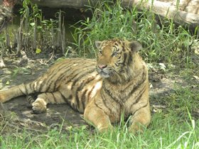 тигры - самые фотогеничные животные, что я знаю.