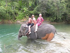 купание на слонах