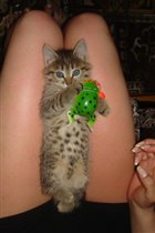 Кошка Соня и лягушка))