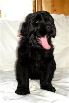 Красная девочка