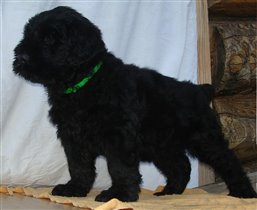 Красная девочка - стойка