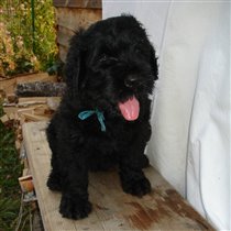 Синяя девочка