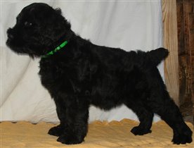 Синяя девочка - стойка