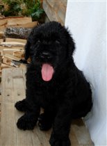 Оранжевая девочка