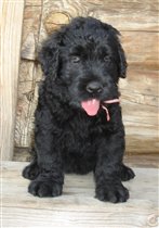 Розовая девочка (с хвостом)