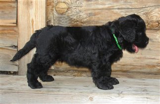 Розовая девочка - стойка 