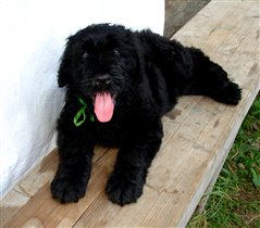 Зеленая девочка - НАША