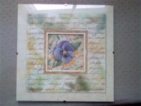 Дримс 'Анютины глазки'