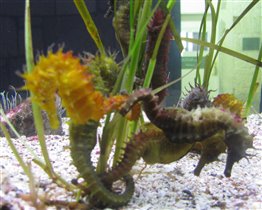 Коньки морские