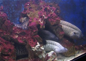 Семейство мурен