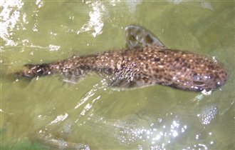 Средиземноморская акула