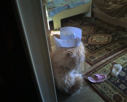 пока мамы нет - оденем медведя от кутюрье!!