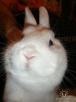 Наш красафчег