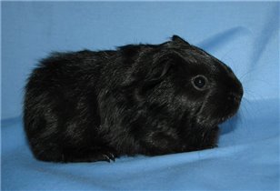 малыш шелти