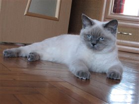 Мама котят Британская  окраса блю-поинт