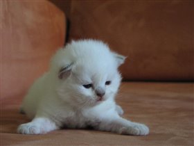 Ernie - лилак-поинт!!! С голубыми глазами.