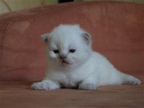 Вот мы какие!!!