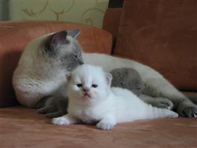 Вся семья в сборе.