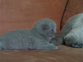 Eddie- лиловый котенок