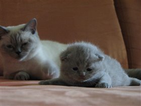 Пушистый межвеженок