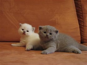 Нам три недельки