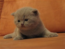 Щеки как у папы