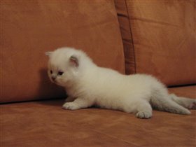 Хвостики - морковкой