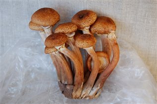 неизвестный науке гриб