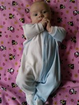 летучий мышонок