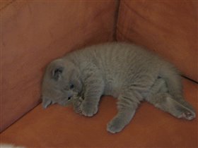 Маленький игрун