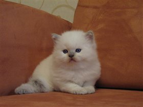 Ах! Твои синие глаза.....