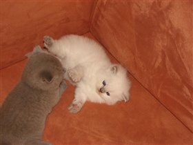 Игра - физкультура для маленьких котят