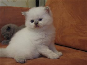 Красавчик Ernie