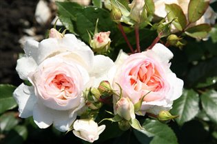 Stephanie Baronin zu Guttenberg