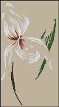 Орхидея 2