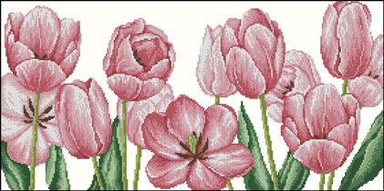 Розовые тюльпаны 2