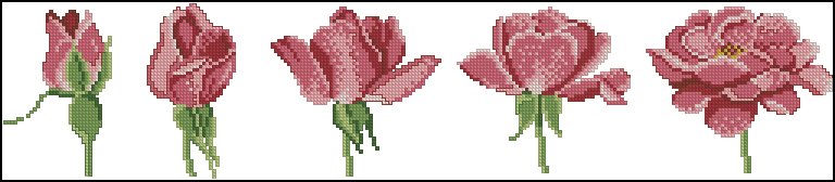 Цветение розы